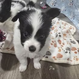 River - Papillon puppy from Swan Creek Kennel