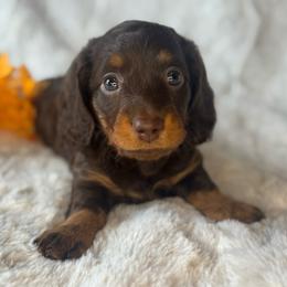 Bentley - Chocolate and tan male Dachshund puppy in Holtwood, Pennsylvania from Holly Hill Dachshunds
