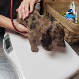 Dachshund Puppies from FLYING L Dachshund Academy