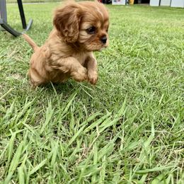 Cavalier King Charles Spaniel Puppies from Reynolds Farms Cavaliers