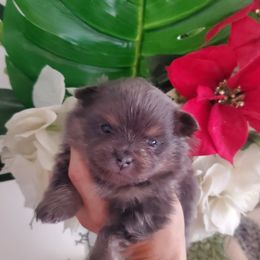 Girl 1 - Blue and tan Pomeranian puppy in Fort Lauderdale, Florida from El'Cienna Poms