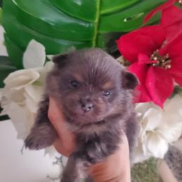 Girl 1 - Blue and tan Pomeranian puppy in Fort Lauderdale, Florida from El'Cienna Poms
