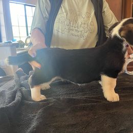 Rose (AKC champion parents) - Black and white Cardigan Welsh Corgi puppy in Corona, California from ChezBeale
