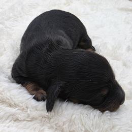 Viktor - Black and tan male Dachshund puppy in Dade City, Florida from Kingpindoxies