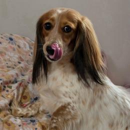 Kona - Dachshund