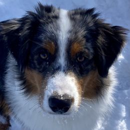 Tate (Tater, Tot) - Miniature American Shepherd