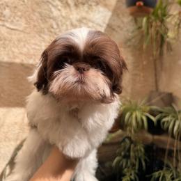 River - Liver and white male Shih Tzu puppy in Apple Valley, California from Southern California Shih Tzu Palace
