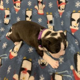 Girl 1 - Black brindle and white Boston Terrier puppy in Stover, Missouri from Boyd’s Boston Babies