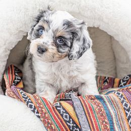 Grace - Black and white female Cockapoo puppy in Montana from Parti Puppies