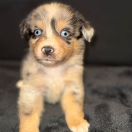Boy 4 - Blue merle Australian Shepherd puppy in Paint Rock, Alabama from Kotah’s Kennels