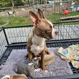 Ebony - Boston Terrier