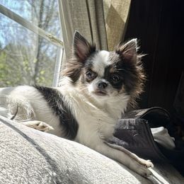 Fera - Chihuahua