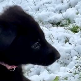 German Shepherd Puppies from Shadow Wraith German Shepherds