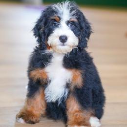 Passy (socialization program grad) - Tri-color female Bernedoodle puppy in Dundee, Ohio from Down Home Doodle