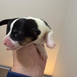 Cj girl 2 - White and black female Pembroke Welsh Corgi puppy in Dickinson, Texas from Gulf Coast Corgis