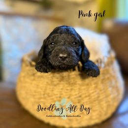 Pink girl - Black female Goldendoodle puppy in Valdese, North Carolina from Doodling All Day Goldendoodles
