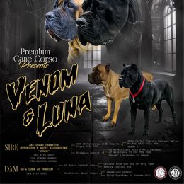 Cane Corso puppies from Premium Cane Corso