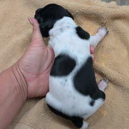 Black Girl 9173 - Black and white female German Shorthaired Pointer puppy in Spring Hope, North Carolina from Hogan’s Lowrider Hounds