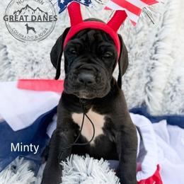 Minty - Black female Great Dane puppy in Sac City, Iowa from Northern Great Danes of Colorado & Iowa