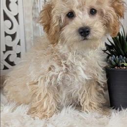 Kringle (Male) - Apricot male Havapoo puppy in Burlington, Iowa from River View Puppies