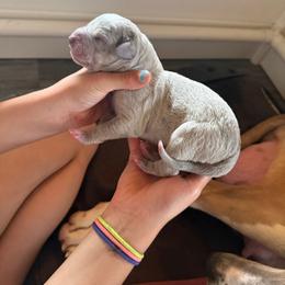Dark Green Collar - Blue male Great Dane puppy in Corsica, Pennsylvania from Ferguson Family Danes LLC
