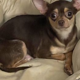 Chihuahuas from Rosa's Chihuahuas