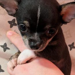 Louis - Black and white male Chihuahua puppy in Amity, Pennsylvania from Baxters Chihuahuas