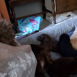Poodle Puppies from Polly Wally Doodles and Poodles