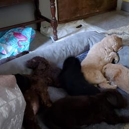 Poodle Puppies from Polly Wally Doodles and Poodles
