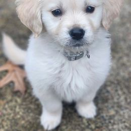 Golden Retriever Puppies from Goldens of Hope