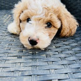 Penny Layne - Goldendoodle