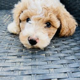 Penny Layne - Goldendoodle