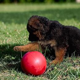 Boy 2 - Black and red male German Shepherd puppy in Vintondale, Pennsylvania from Causey's Critters