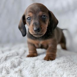 Indy - Red male Dachshund puppy in Crystal, Michigan from Mare-Bella Smoothcoat Edition
