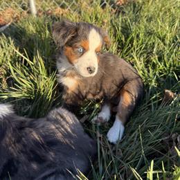 Opal - Blue merle female Miniature Australian Shepherd puppy in Marion, Michigan from Highland Hills Mini Aussies