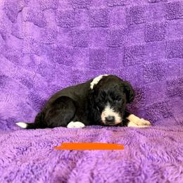 Orange - Black and white female Sheepadoodle puppy in Prairie Du Chien, Wisconsin from Hicklin Hollow Ranch