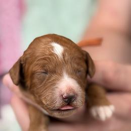 Orange - Red  female Goldendoodle puppy in Herriman, Utah from Sunnydoodle Utah