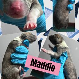 MADDIE - Mantle female Great Dane puppy in Wellsville, New York from Prophecy Danes