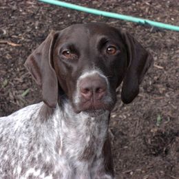 German Shorthaired Pointer All Grown Up from Twin Gabels GSPs