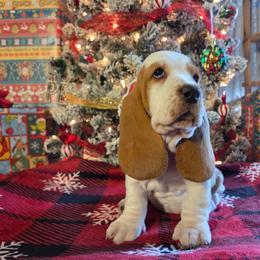 Pumpkin - Red and white female Basset Hound puppy in Denison, Texas from Emma Lou's Baby Bassets