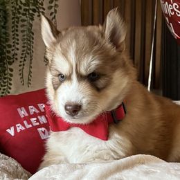Siberian Huskies from Wolves with Amor