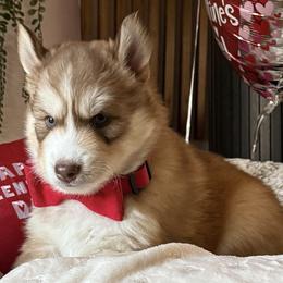 Siberian Huskies from Wolves with Amor