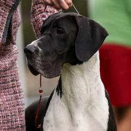 Liberty - Great Dane