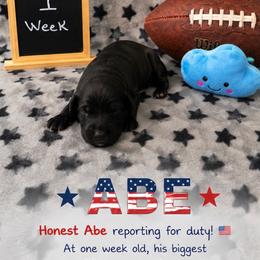 Abe - Black male Sheepadoodle puppy in Glen Rose, Texas from Clevenger’s Sheepadoodle Fur Baby Farm