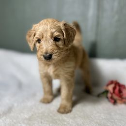 Libby - Apricot female Goldendoodle puppy in Osage City, Kansas from Golden Ridge Goldens