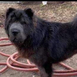 Baloo - Chinese Shar-Pei