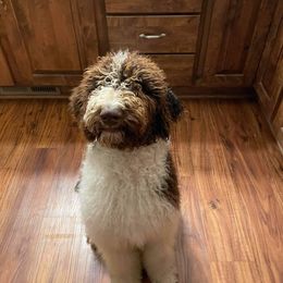 Goldendoodle and Poodle All Grown Up from Rainbow Poodles and Doodles of Oklahoma