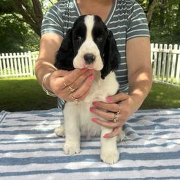 Tommy - Black and white male English Springer Spaniel puppy in Thompson, Connecticut from Chivalry English Springer Spaniels