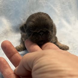 AKC Ice - Gray Pekingese puppy in Cumming, Georgia from Imperial Pekingese