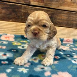 Pink Collar Girl - Buff female Cocker Spaniel puppy in Simms, Texas from Clayton’s Cocker Spaniels